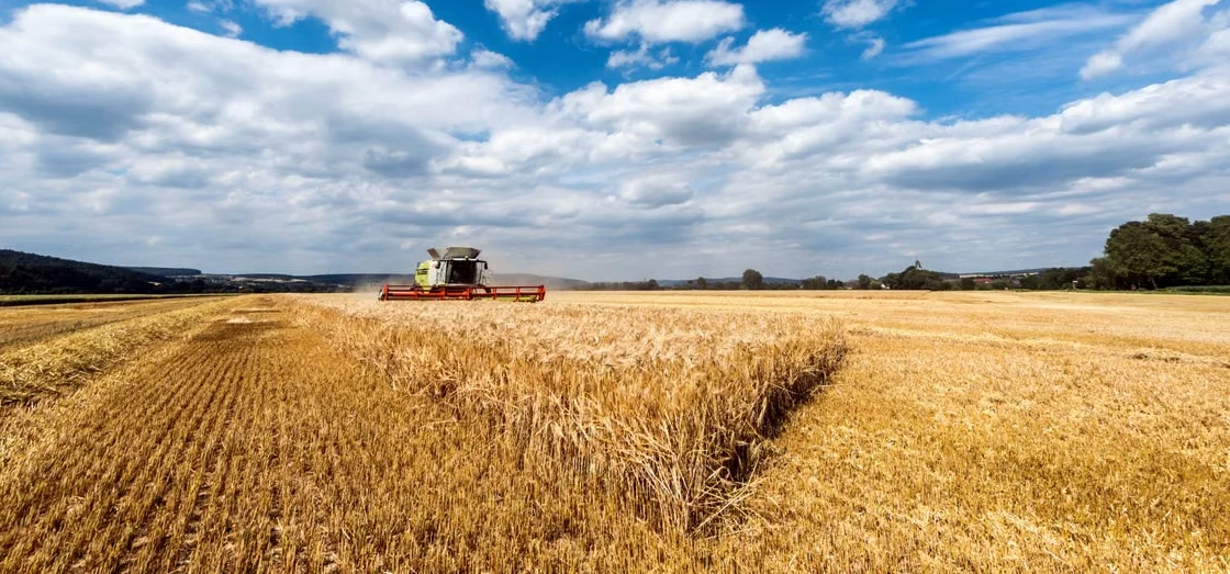 Combine harvester working in a wheat field